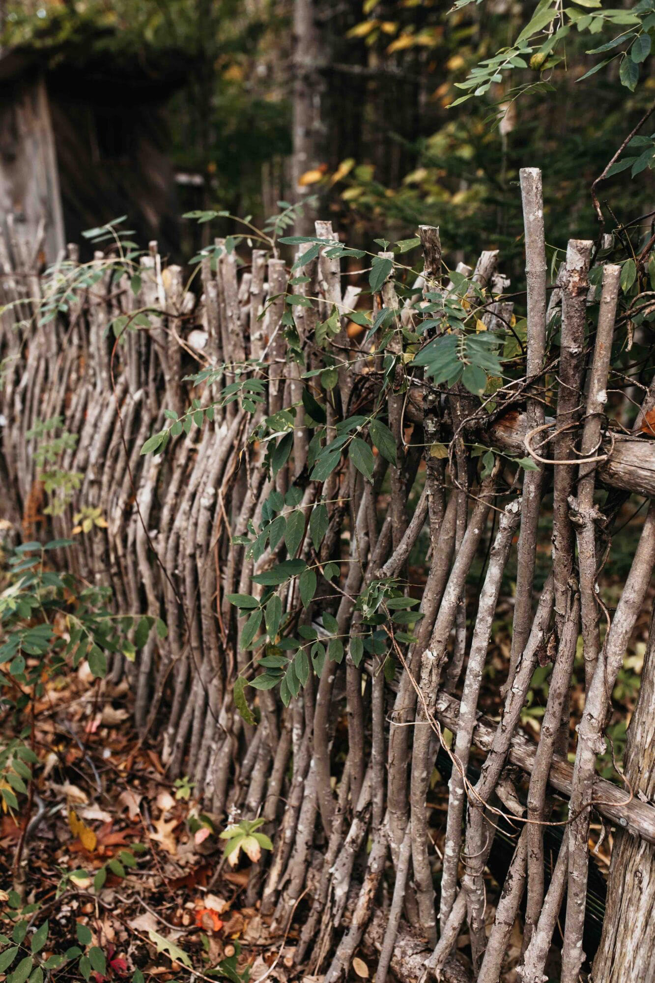  A handmade fence forged with sticks creates a climbing mechanism for the lot’s abundant vegetation. 