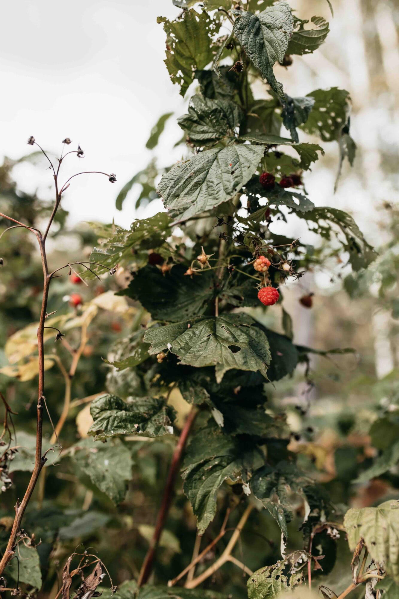  A tangle of raspberries make themselves at home on Jesper’s well-cultivated, eight-acre parcel of land. 