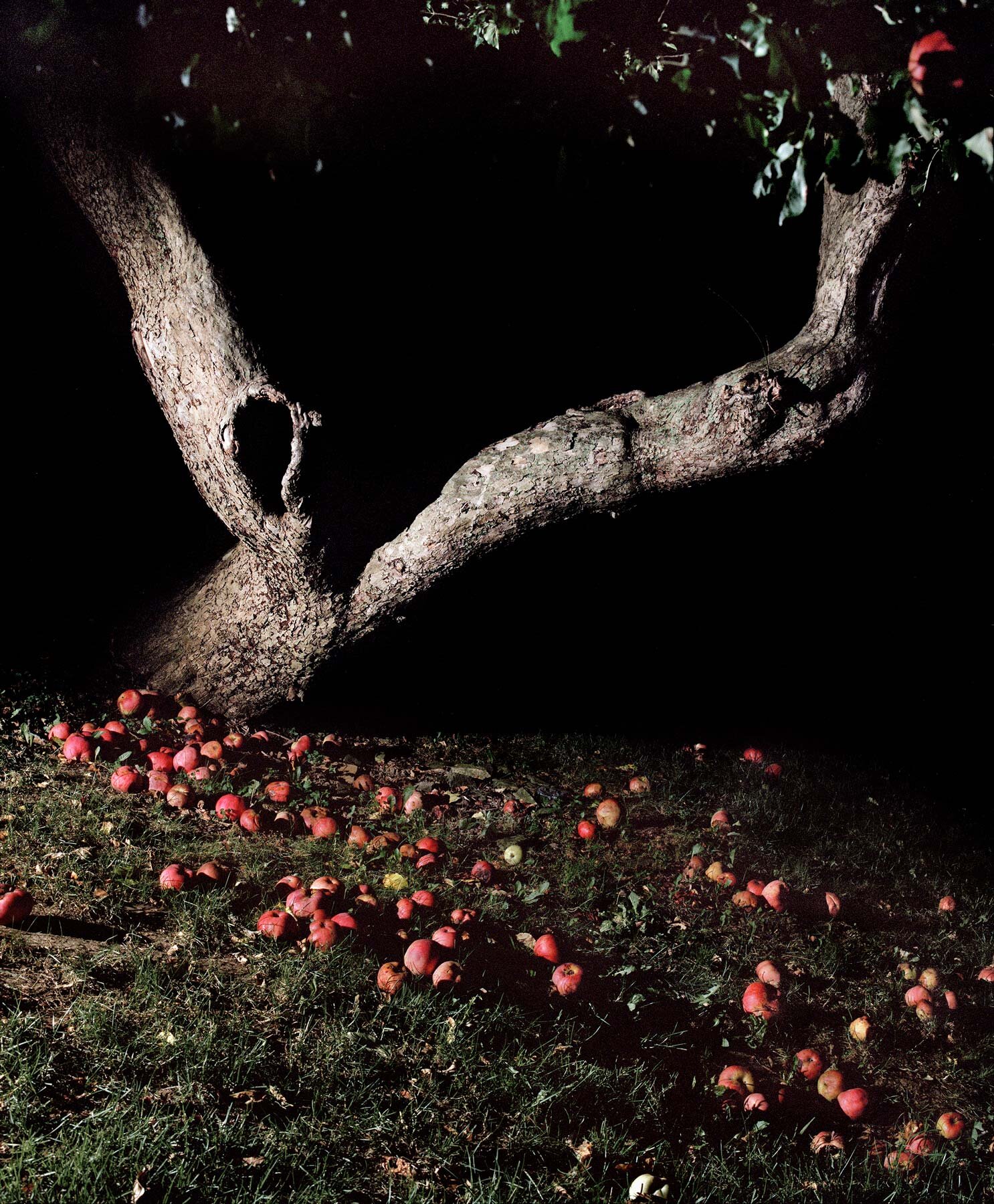 Jocelyn Lee archival pigment print, Apple Tree at Night , 2016.