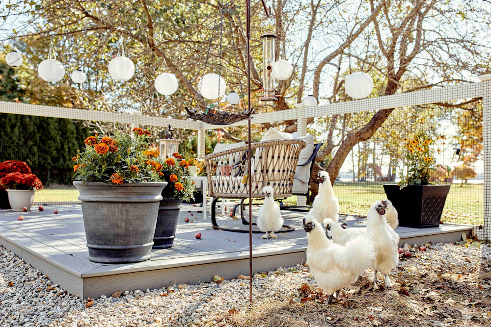  Adding to the old-time feel: a brood of white chickens pecking around the outdoor living spaces. 