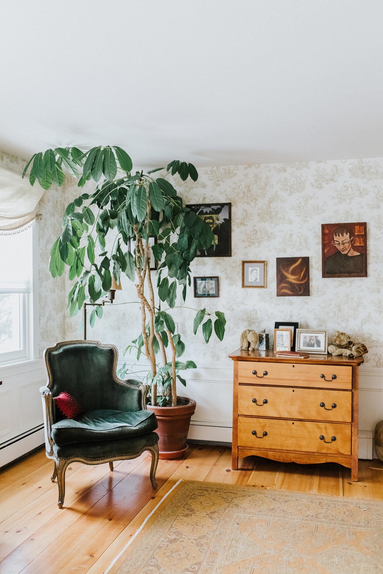  A California plant thrives in the guest bedroom alongside a green velvet chair and wooden dresser. 